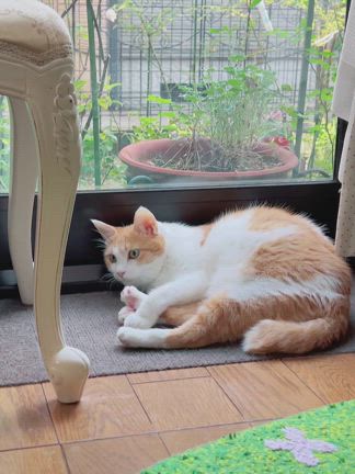 ほんとに4猫の飼い主になったのだなあ！（感無量＆困っていること）の記事動画