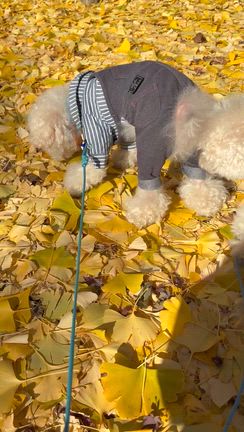 キラキラの紅葉と一緒にチビ達とのお散歩だよ٩(*˘ ³˘)۶の記事動画