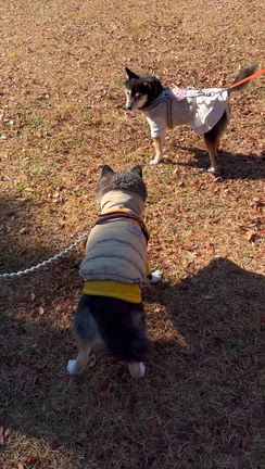 マルシェとかお出掛け色々の記事動画