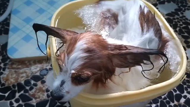 人もペットもサラサラふわふわの記事動画