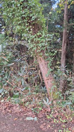 革プレート⭐️の記事動画