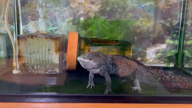 9月の食育！ウパコちゃん今までありがとう！の記事動画