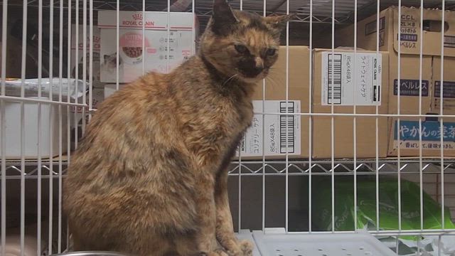 人馴れ訓練、開始。の記事動画