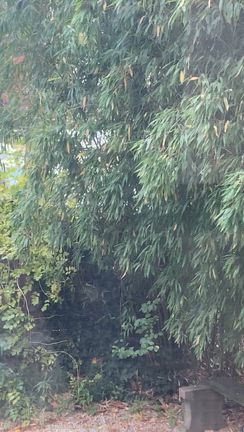 初雪＆11/11 11:11宇宙ゲート＆リトル韓国中国イタリア＆エクアドル抹茶お♡の記事動画