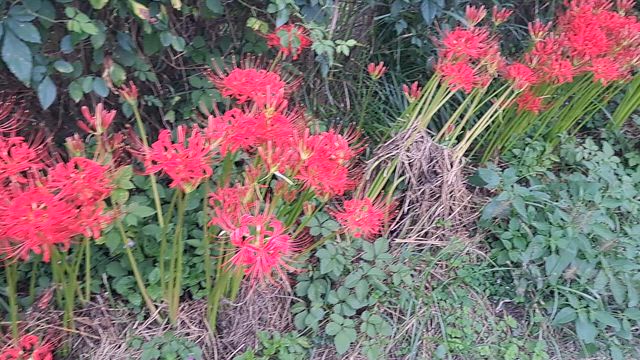 さんぽ。の記事動画