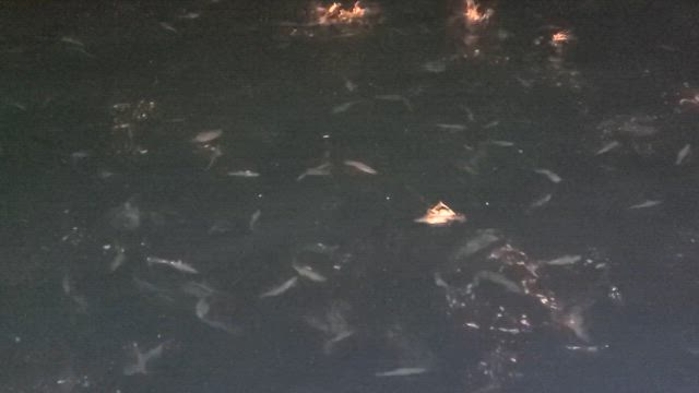 8月9日イカヒラメ 小樽遊漁船シェイクの記事動画