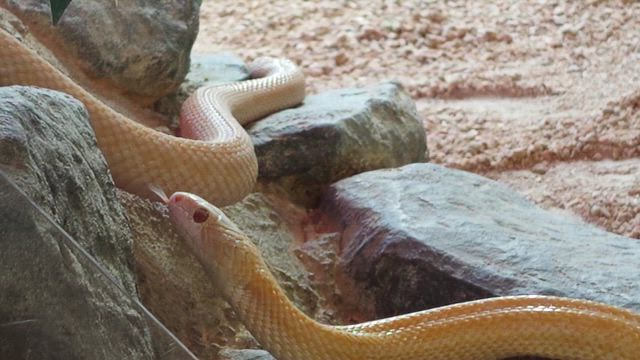 白蛇の記事動画