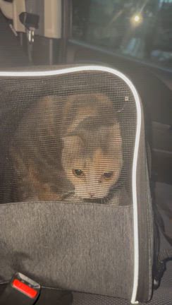 猫の歯磨き問題の記事動画