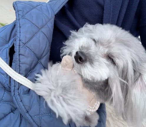 AH...淡路島...(´Д⊂ヽの記事動画