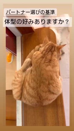 好みの体型は？の記事動画