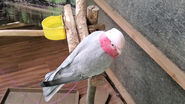 3回目⭐ふれ合える動物園『ダチョウ王国』@茨城県の記事動画