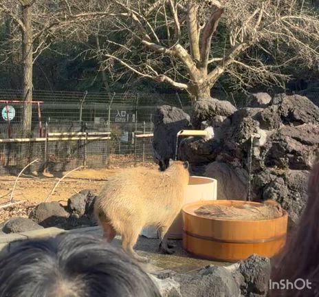 カピバラ温泉【自閉症児育児】の記事動画