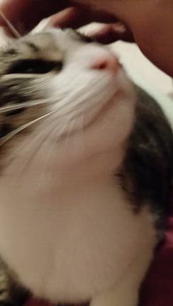 昨日の仕事とお菓子とパンと。の記事動画