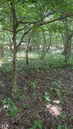 食物性味表なるものを購入しましたな話の記事動画