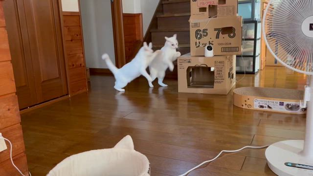 山形の黄桃　美味しかったの記事動画