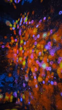 お知らせ/チームラボ行ってきました！ヾ(*´∀｀*)ﾉの記事動画