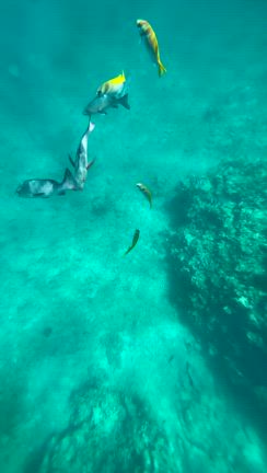 【4人家族ミニマリスト】30代ママ。プール、海で間違いない格好の記事動画