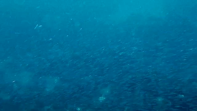 2025/9/27八幡野②の記事動画