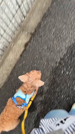 面倒臭くて可愛いビートくんの記事動画