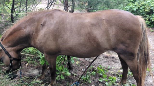 得意技の記事動画