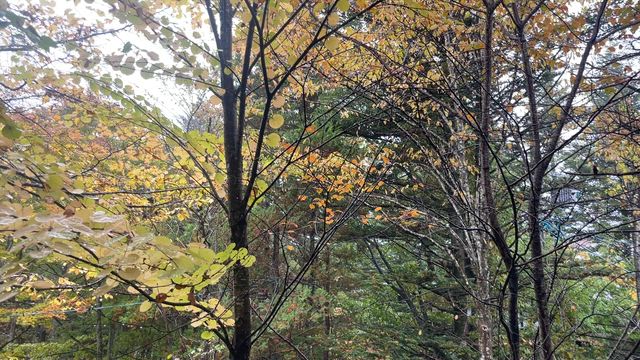 空気を吸っているだけで【しあわせ】の記事動画