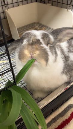 ふわふわ　夢を乗せての記事動画