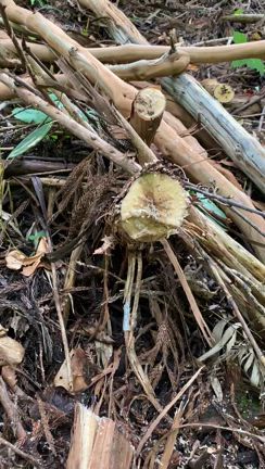 山葡萄表皮採集の記事動画