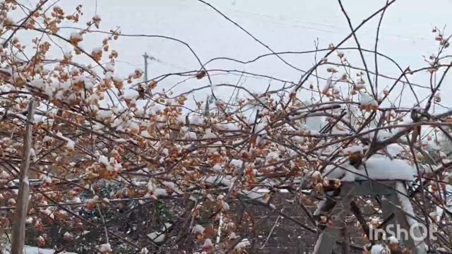 雪やで〜の記事動画