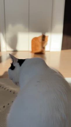 仕上げの記事動画