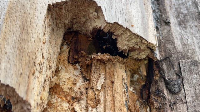 材割採集　2026-3-28,29の記事動画