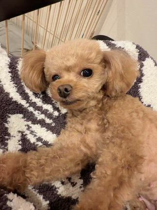 愛犬の記事動画