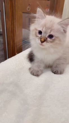 抱っこができるサイベリアンの子猫エリアス君ご家族様募集中の記事動画