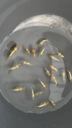 イベント当日の催し物イベントスケジュールの記事動画