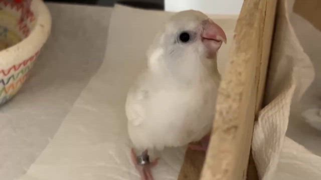 ※6/24追記あり【代理募集-⑨】マメルリハのヒナちゃんご家族募集中！の記事動画