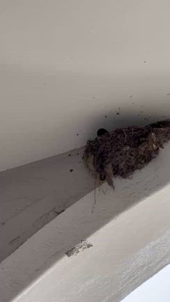 母は強し！の記事動画