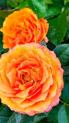 ”ヒプノセラピー癒しの5段階プロセス動画①心の傷が手当てされていない状態の記事動画