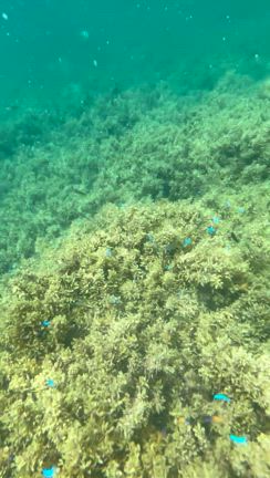 沖縄行くなら絶対行って！透明度抜群お魚のいる海の記事動画