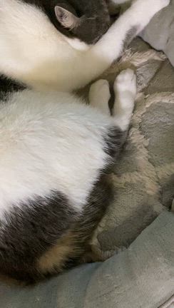 ふみふみニャンの記事動画