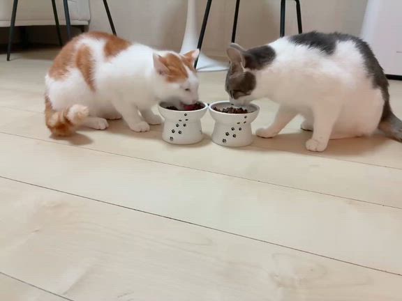 12/14  凪くん＆天くん(元バンビくん＆哲也くん)里親様よりの記事動画