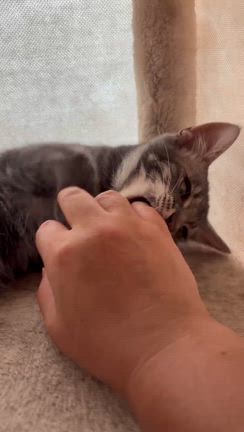 9月15日　ななしのねこさん譲渡会　参加猫ちゃんご紹介②の記事動画