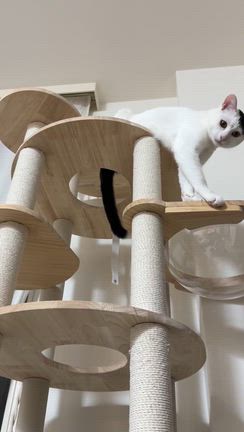 動画見れるように修正しましたの記事動画