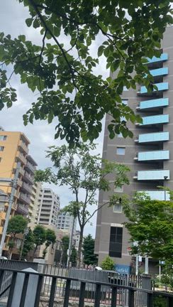 暑い札幌でも、日陰は涼しい 【星華楼】の肉まん しょうゆとラムまんの記事動画