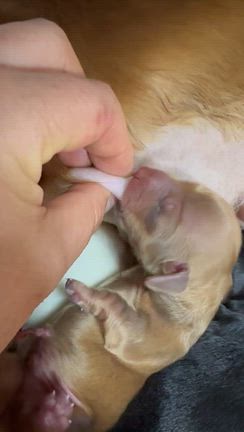 『お年玉企画』はこちら、の記事動画