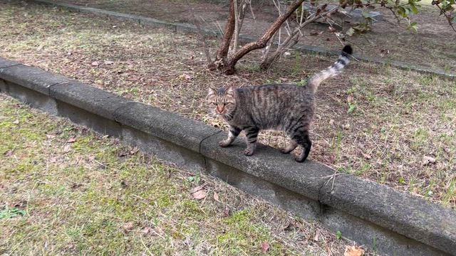 くもり空の記事動画