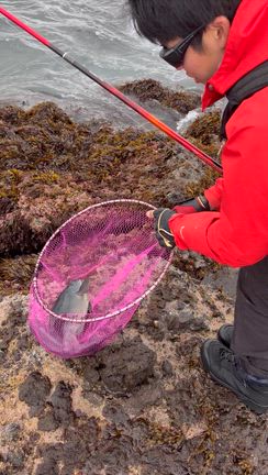 3月14日良型グレ爆釣の記事動画