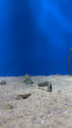 チンアナゴの喧嘩の記事動画