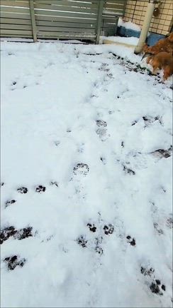 大はしゃぎ！の記事動画