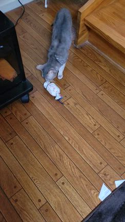 起きてる時はなかなか貴重なミロン　笑の記事動画