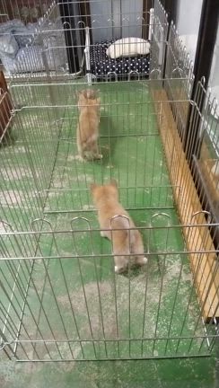 飼い主さん募集中の子犬　動画の記事動画