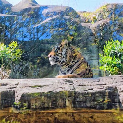 八木山動物園② 動画ありの記事動画